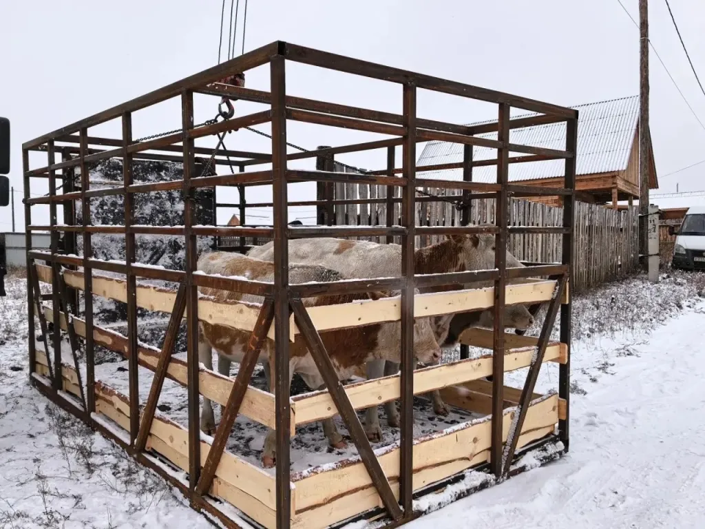 В Иволгинском районе изъяли трёх безнадзорных коров