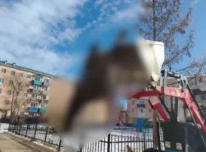 В Закаменске убрали труп лошади со двора многоэтажки
