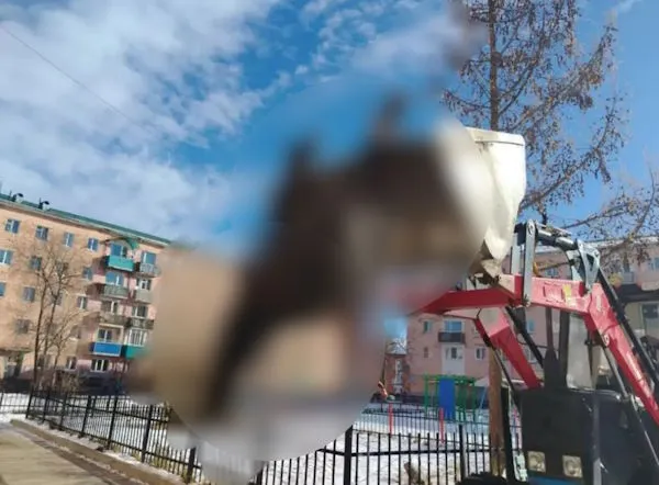 В Закаменске убрали труп лошади со двора многоэтажки